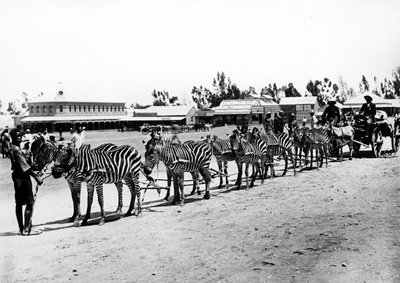 Zebra-Drawn Cart by South African Photographer